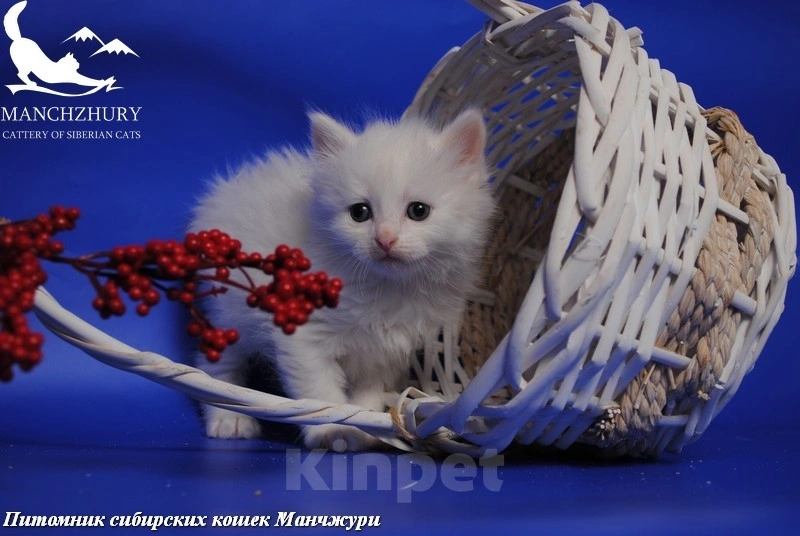 Кошки в Воронеже: Егоза Манчжури Девочка, 55 000 руб. - фото 1