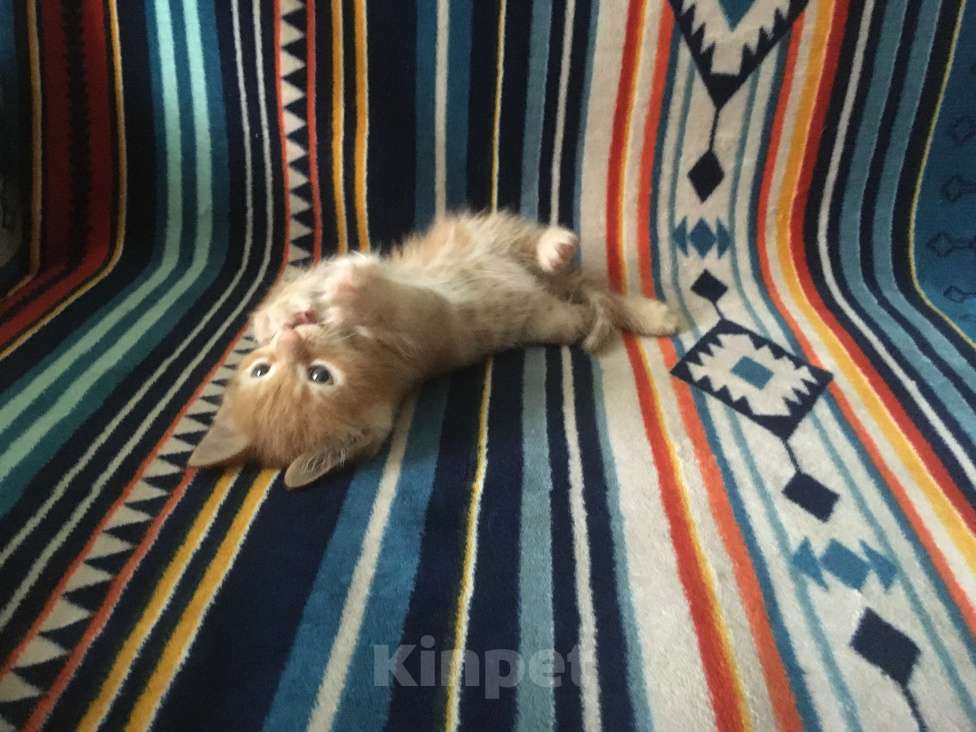 Кошки в Москве: Рыжик ищет свою семью Мальчик, 1 руб. - фото 3