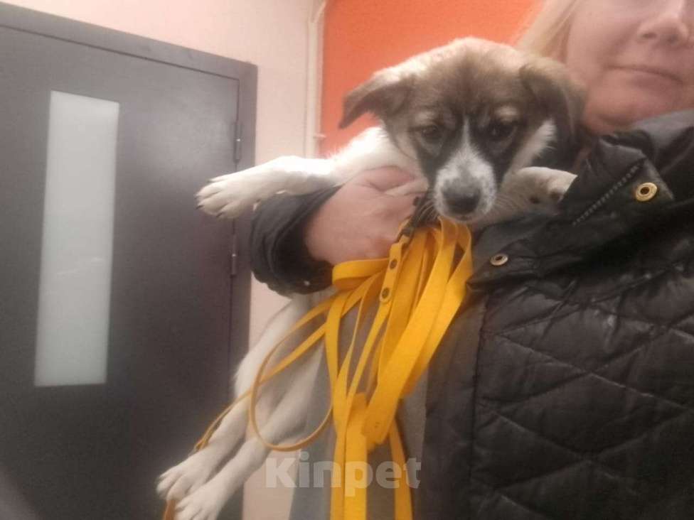 Собаки в Санкт-Петербурге: Маленькая ласковая собачка, 5 месяцев Девочка, Бесплатно - фото 4