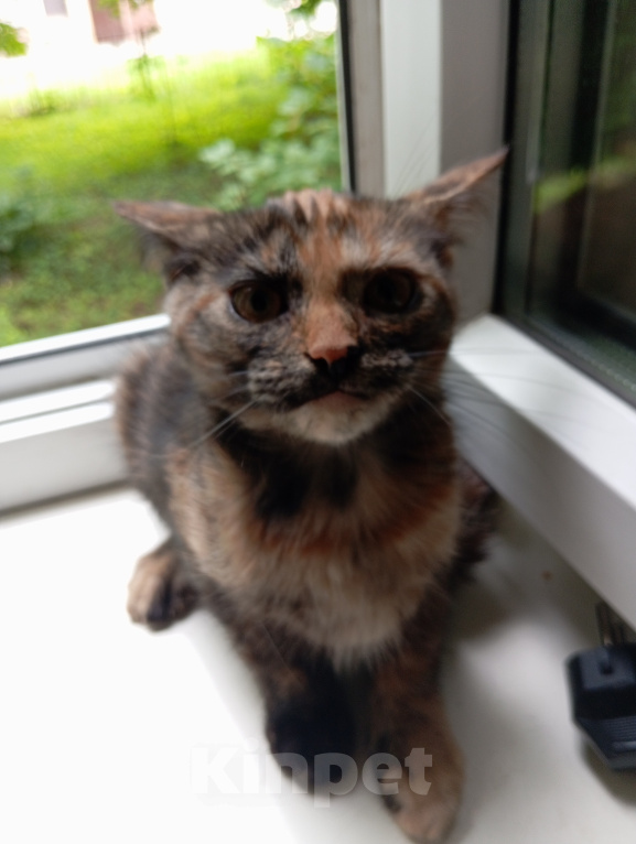 Кошки в Жуковском: Котята в добрые руки Девочка, Бесплатно - фото 8