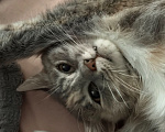 Кошки в Санкт-Петербурге: Скумбрия- молодая кошечка (1,5года) ищем дом Девочка, Бесплатно - фото 7