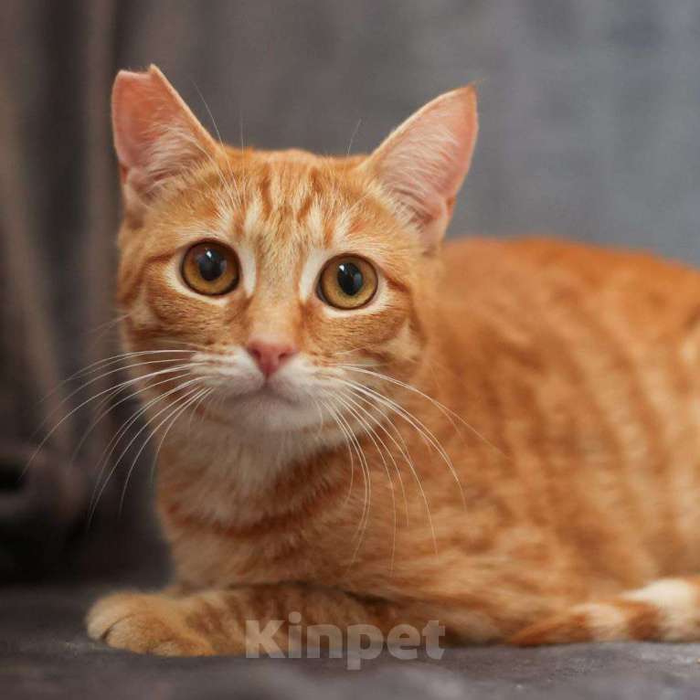 Кошки в Москве: Рыжую Алису выпускают после стерилизации 🆘️ Срочный поиск дома Девочка, Бесплатно - фото 2