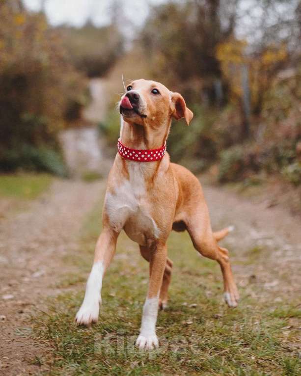 Собаки в Люберцах: Солнечный парень Вилли в поисках родителей Мальчик, Бесплатно - фото 4
