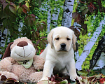 Собаки в Краснодаре: Щенки лабрадора Мальчик, Бесплатно - фото 3