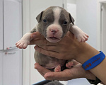 Собаки в Санкт-Петербурге: Американский булли Мальчик, 80 000 руб. - фото 1