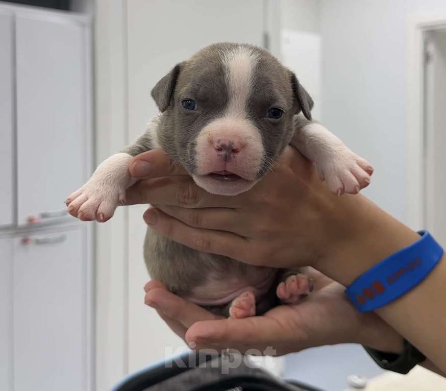 Собаки в Санкт-Петербурге: Американский булли Мальчик, 80 000 руб. - фото 1
