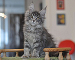Кошки в Одинцово: Прима Девочка, 30 000 руб. - фото 5