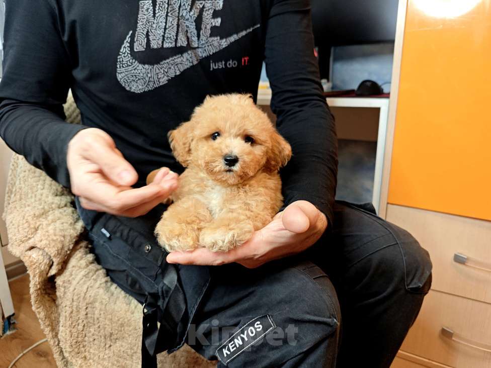 Собаки в Москве: Мальтипу Тедди мальчик Мальчик, 95 000 руб. - фото 6