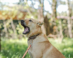 Собаки в Клине: Фантастическая Фанта даром Девочка, Бесплатно - фото 5