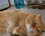 Кошки в Микуне: Кот для вязки экзотической породы, 3 000 руб. - фото 4
