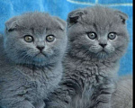 Кошки в Рыбинске: Супер детки Мальчики и девочки Мальчик, 4 500 руб. - фото 1