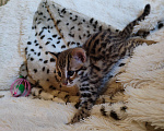 Кошки в Москве: Азиатские леопардовые котята  Мальчик, 150 000 руб. - фото 4