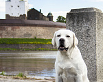 Собаки в Санкт-Петербурге: Лабрадор кобель вязка Starneos Sensey Мальчик, 1 руб. - фото 5