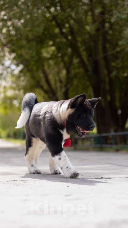 Собаки в Волгограде: Американская акита Девочка, 75 000 руб. - фото 3