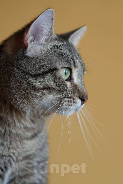 Кошки в Москве: котик Василек срочно ищет дом Мальчик, Бесплатно - фото 6