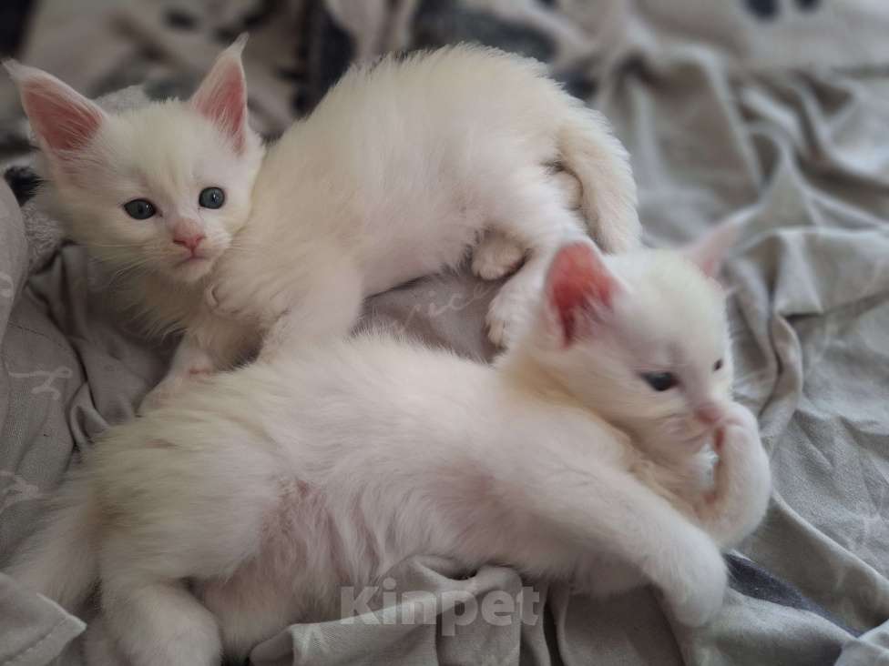 Кошки в Санкт-Петербурге: Котята мейн кун Девочка, 17 000 руб. - фото 8