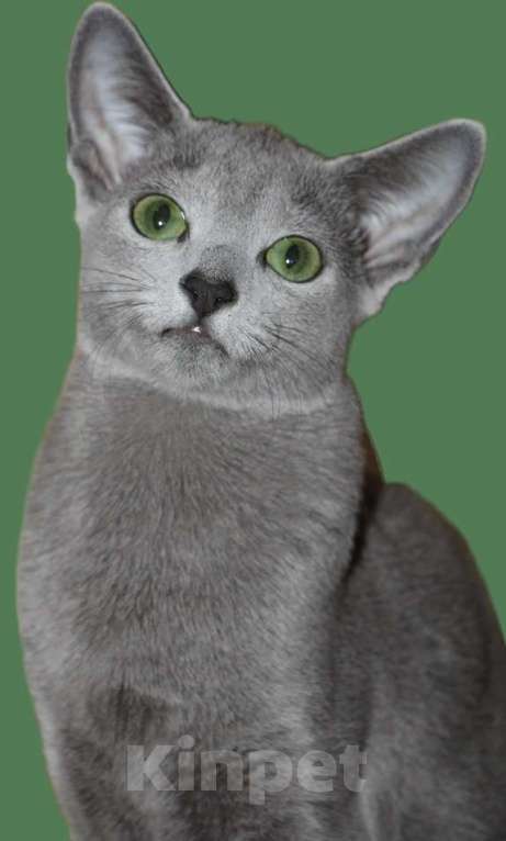 Кошки в Калининграде: Чистокровная Русская голубая девочка с еврородословной Девочка, 70 000 руб. - фото 2