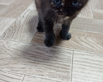 Кошки в Смоленске: Кошка Девочка, Бесплатно - фото 1