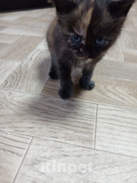Кошки в Смоленске: Кошка Девочка, Бесплатно - фото 1