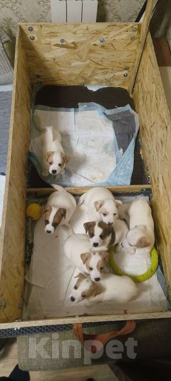 Собаки в Липецке: Порода : джек-рассел-терьер- Мальчик, Бесплатно - фото 2