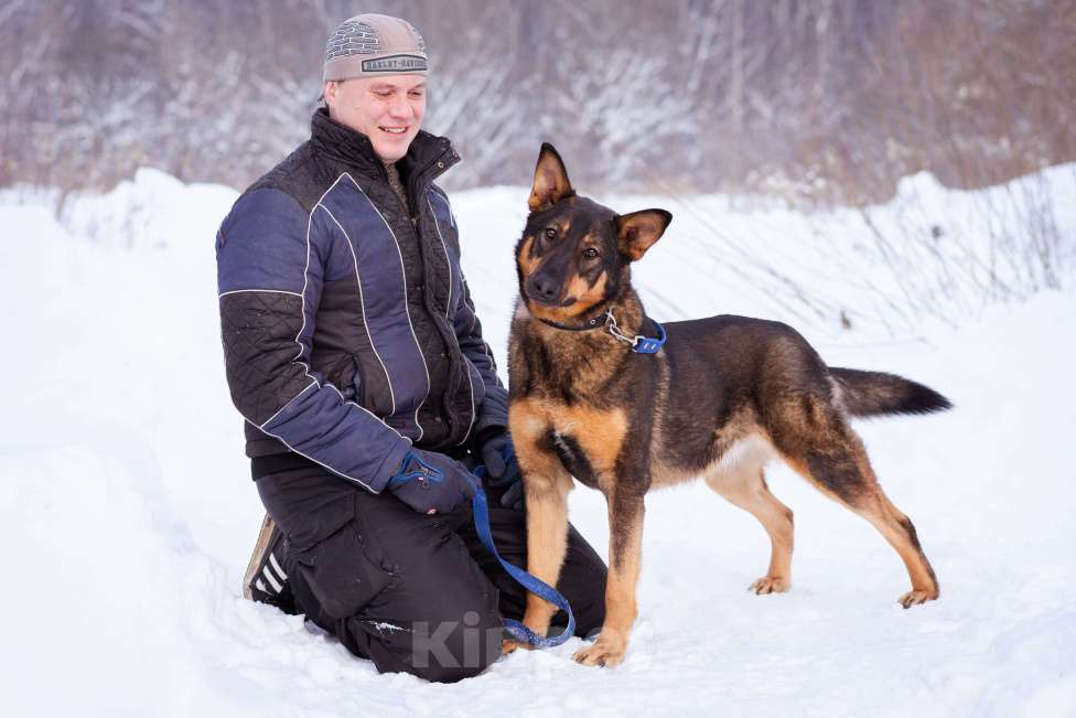 Собаки в Москве: Метис овчарки ищет дом Девочка, Бесплатно - фото 2