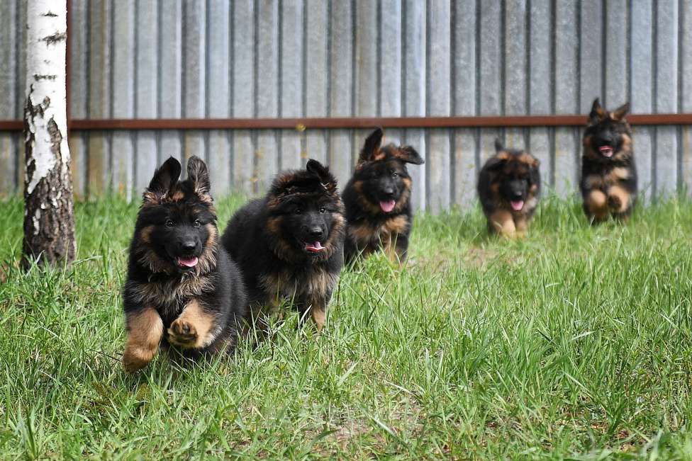 Собаки в Челябинске: Внуки двух Чемпионов Мира Девочка, 100 000 руб. - фото 3