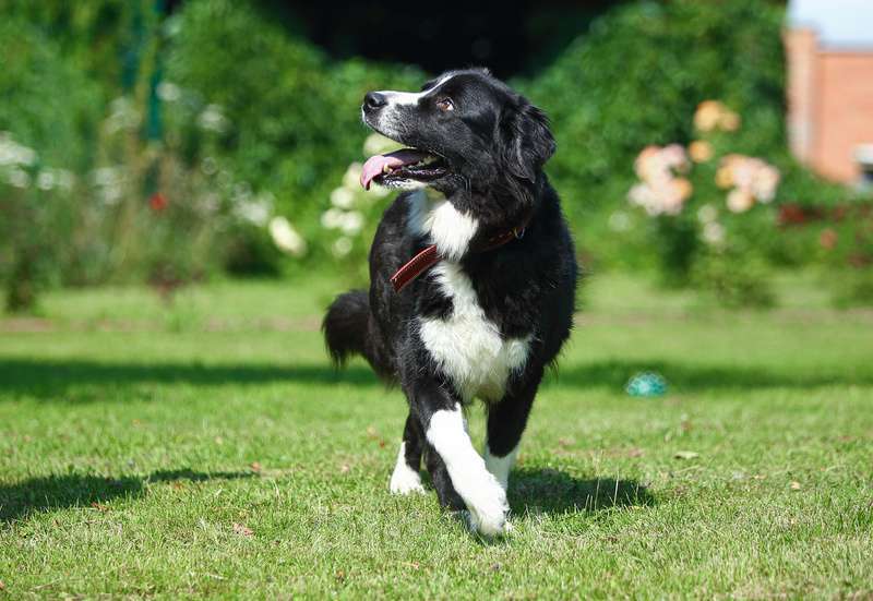 Собаки в Москве: Бордер-колли Маргоша в добрые руки Девочка, Бесплатно - фото 4