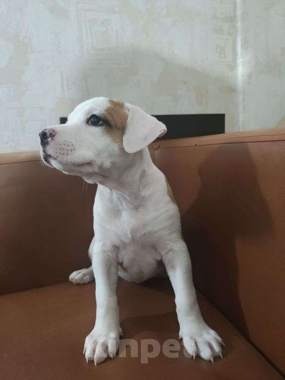 Собаки в Москве: Щенки АСТ Девочка, 20 000 руб. - фото 2