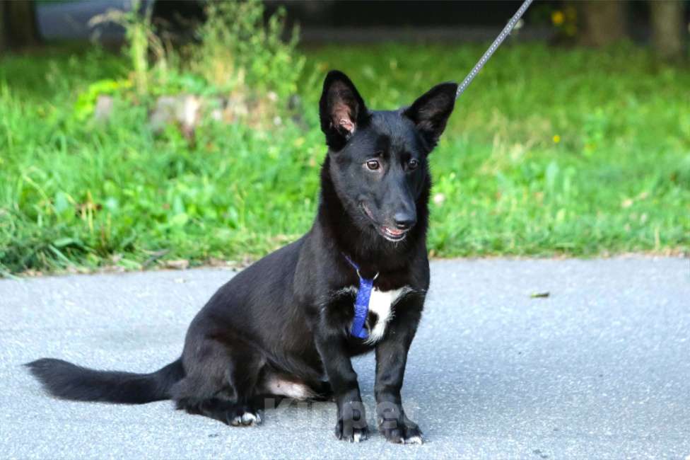 Собаки в Санкт-Петербурге: Щенок коротколапый Хьюстон ищет дом! Мальчик, Бесплатно - фото 3