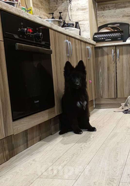 Собаки в Москве: Девочка немецкой овчарки чёрная Девочка, 25 000 руб. - фото 2