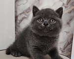 Кошки в Уссурийске: Продам британского голубого котёнка Девочка, 40 000 руб. - фото 2