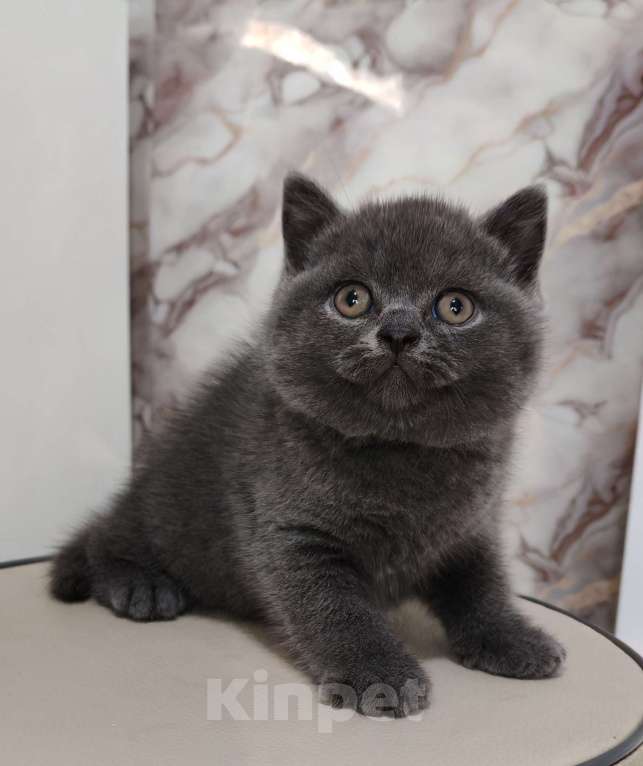 Кошки в Уссурийске: Продам британского голубого котёнка Девочка, 40 000 руб. - фото 2
