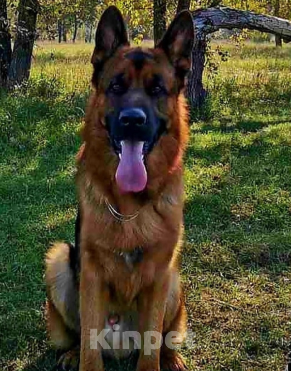 Собаки в Иркутске: Щенки немецкой овчарки в иркутске Девочка, 55 000 руб. - фото 7