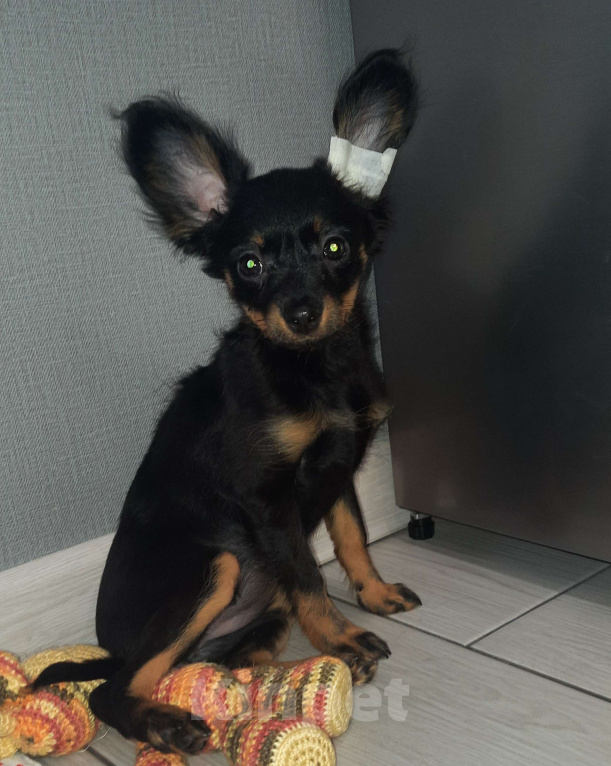 Собаки в Новосибирске: Девочка Умуриза Девочка, 69 000 руб. - фото 2