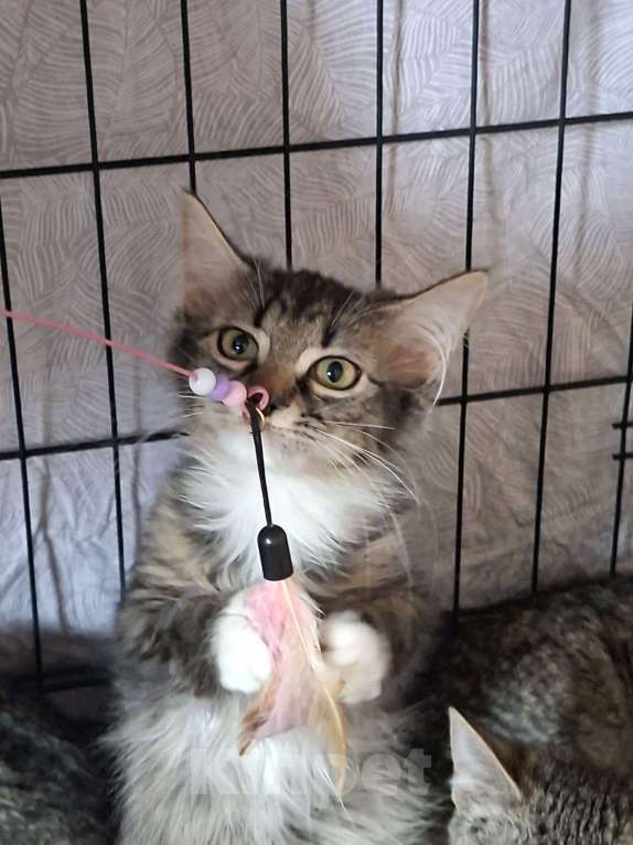 Кошки в Москве: Лаванда Девочка, Бесплатно - фото 2