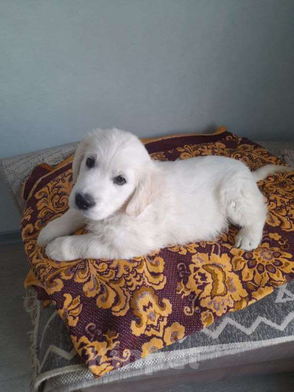 Собаки в других городах Московской области: Супер щенки от международных чемпионов Мальчик, Бесплатно - фото 9