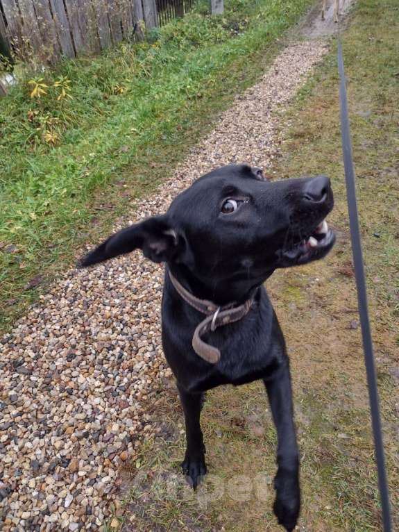 Собаки в Истре: найден на платформе 73 км Мальчик, Бесплатно - фото 3