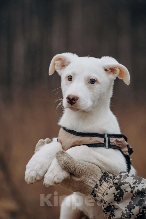 Собаки в Москве: Щенок-девочка, белоснежная красотка в дар Девочка, Бесплатно - фото 2