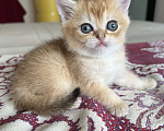 Кошки в Казани: Кошечка  Девочка, 30 000 руб. - фото 2