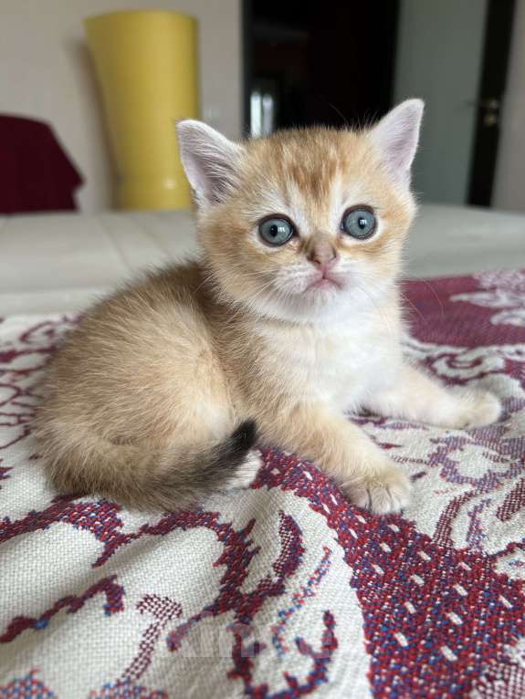 Кошки в Казани: Кошечка  Девочка, 30 000 руб. - фото 2