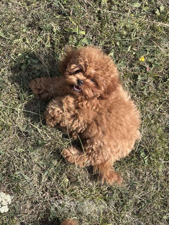 Собаки в Владикавказе: Мальтипу Ф2 Мальчик, 150 000 руб. - фото 4