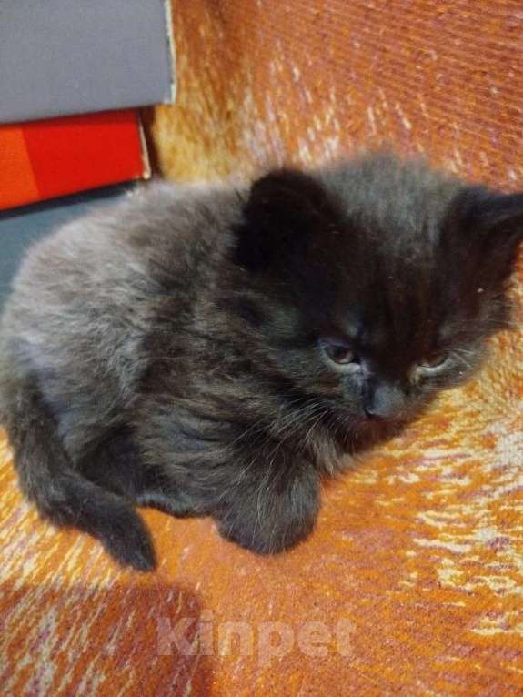 Кошки в Калуге: Котята в хорошие руки Мальчик, Бесплатно - фото 4
