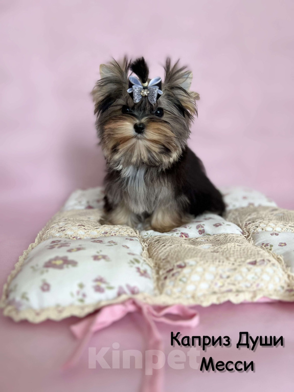 Собаки в Сосновом Бору: Девочка Мэсси йорктиз ( НРКА) Девочка, 50 000 руб. - фото 2