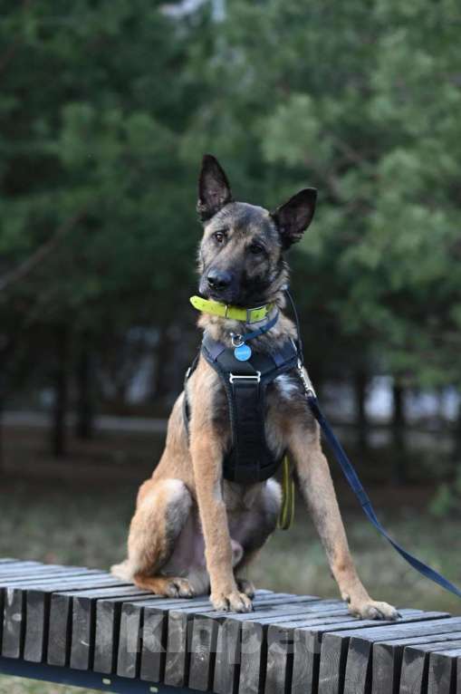 Собаки в Москве: Оскар 3 года Малинуа Мальчик, Бесплатно - фото 4