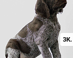Собаки в Краснодаре: Дратхаар щенок кобель Мальчик, 45 000 руб. - фото 2