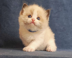 Кошки в Санкт-Петербурге: Мальчик рэгдолл Мальчик, 80 000 руб. - фото 1