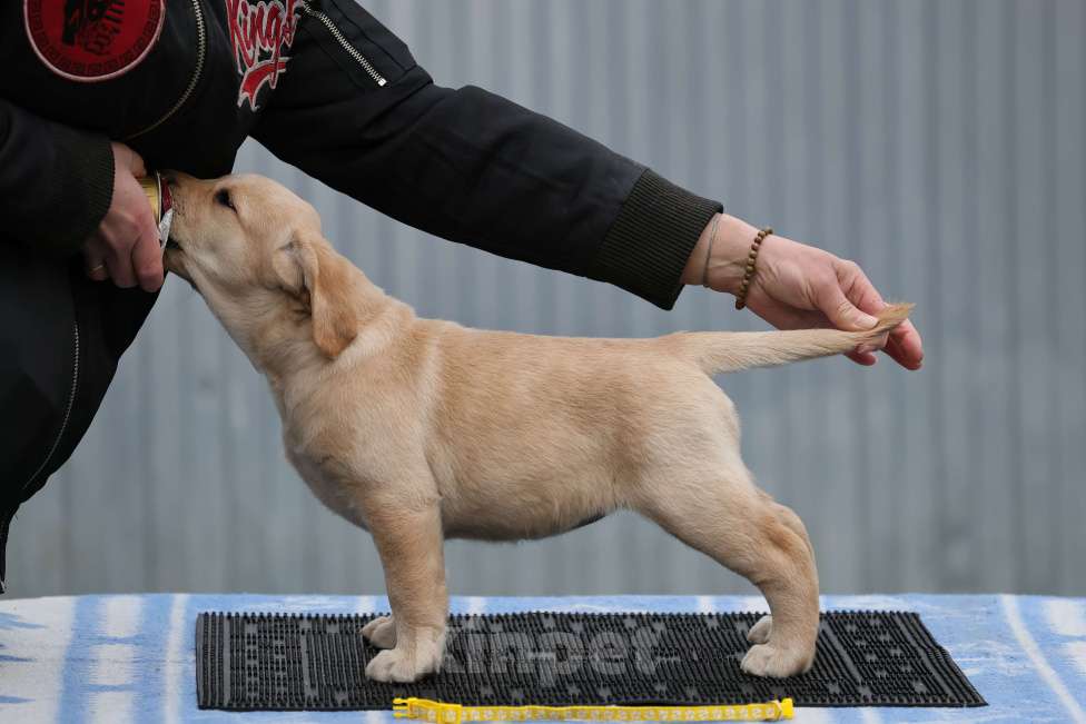 Собаки в Калуге: Палевая девочка лабрадора высокого качества из питомника РКФ/FCI Девочка, Бесплатно - фото 2
