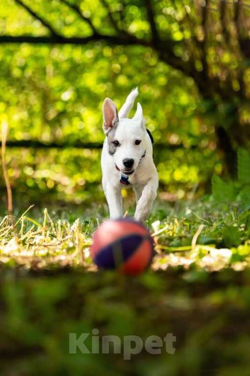 Собаки в Москве: Красивый щенок Дарт в добрые руки. Мальчик, Бесплатно - фото 9