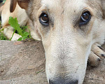 Собаки в Звенигороде: Лаки ищет дом Девочка, 1 руб. - фото 1