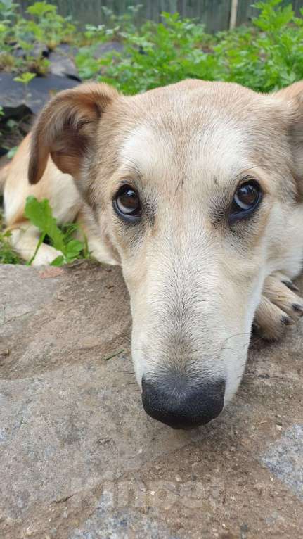 Собаки в Звенигороде: Лаки ищет дом Девочка, 1 руб. - фото 1